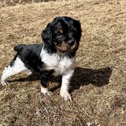 French Brittany Puppies from Swift Family Farm, LLC