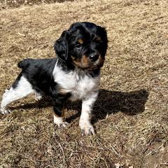 French Brittany Puppies from Swift Family Farm, LLC