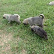 Kangal Puppies from DASA Ridge Kangals