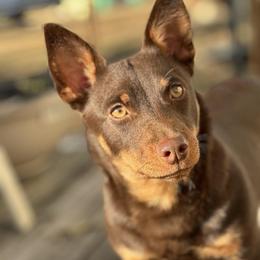 Grand Basset Griffon Vendeen and Lancashire Heeler Puppies from Mashury & Black Majesty Kennel