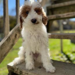 Doc - Red  male Goldendoodle puppy in Warsaw, Ohio from Lovabledoodles