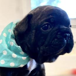 French Bulldogs from North Fork Frenchies