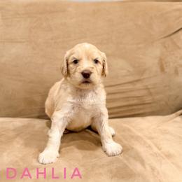 Dahlia - Cream female Goldendoodle puppy in Dallas County, Texas from Dream A Little Doodle