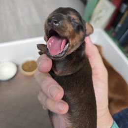 Brownie - Wild  boar and tan female Dachshund puppy in Vernonia, Oregon from Living Hope Dobies and Doxies