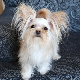 Nilla - Mi-Ki