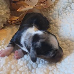 Sage - Dapple male Dachshund puppy in Price, Utah from Smiling Dog Dachshunds