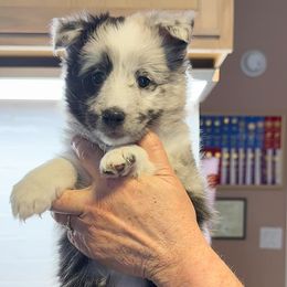 Shetland Sheepdog Puppies from Highland Shelties