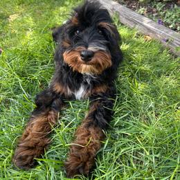 Kayce - Trained, crate, potty, sleeping through the night, 2 vaccines. - Tri-color male Bernedoodle puppy in Herriman, Utah from Gypsi Doodles & Poodles LLC.