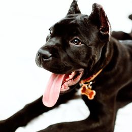 Cane Corso Puppies from Cane Corso Empire of Guardians