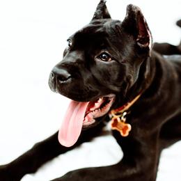 Cane Corso Puppies from Cane Corso Empire of Guardians