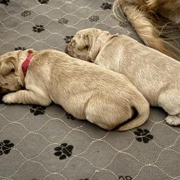 Girl 1 - Golden female Golden Retriever puppy in Post Falls, Idaho from Mountain View Goldens