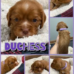 Duchess - Chocolate female Cavalier King Charles Spaniel puppy in Ellisville, Mississippi from Malu Lani Cavaliers