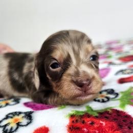 Chocolate and tan dapple male (blue) - Dapple male Dachshund puppy in Belle Rive, Illinois from Akin's Miniature Dachshunds, LLC