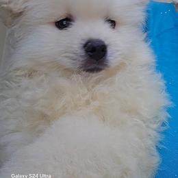 Hugo - White male Pomeranian puppy in San Diego, California from Socalpoms