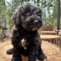 Sirius - Black male Goldendoodle puppy in Pollock Pines, California from Penny Lane’s Doodles