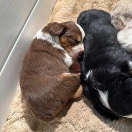 Drift - Red tri female Miniature Australian Shepherd puppy in Shingletown, California from Whiskeytown Aussies