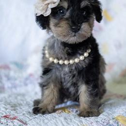 Bernedoodle and Schnoodle Puppies from Grand Lake Poodles & Doodles