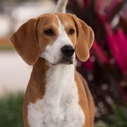 Harriers from Darkfire Harriers