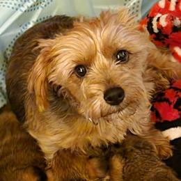 Norfolk Terriers from Norfolks of the Mill
