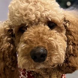 Rosie - Poodle