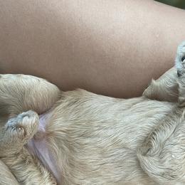 White - Double Doodle puppy in Gilbert, Arizona from Emmie’s Doodle Pups