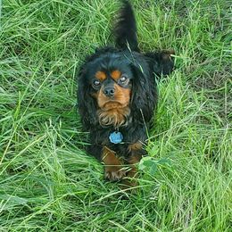 Reese - Cavalier King Charles Spaniel