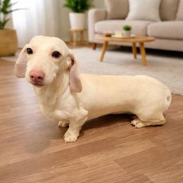 Draco - Dachshund