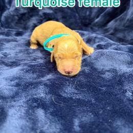 Turquoise - Golden female Golden Retriever puppy in Salt Lake City, Utah from Soaring golden retrievers