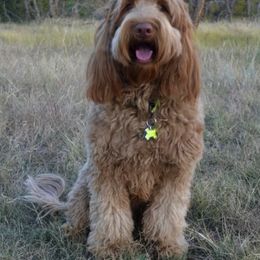 Australian Labradoodle All Grown Up from Rocky Mountain Labradoodles