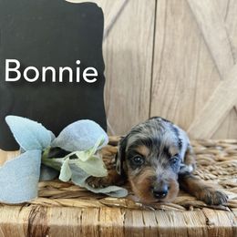 Dachshund Puppies from T&C Dachshunds