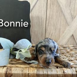 Dachshund Puppies from T&C Dachshunds