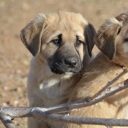Anatolian Shepherd Dog Puppies from Wanyama Ranch Anatolians