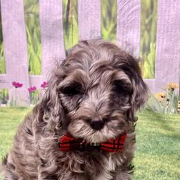 Sebastian - Merle male Goldendoodle puppy in Gilbert, Arizona from Gilbert Az Doodles