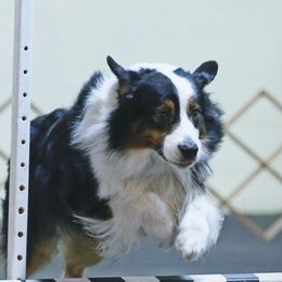 Australian Shepherds from Fallfire Australian Shepherds