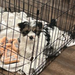 Male 1 - Tan and white male Yorkshire Terrier puppy in Kissimmee, Florida from Bebe AKC Puppies