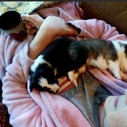 Shetland Sheepdog Puppies from September Morning Shelties