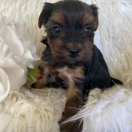 Boy 2 - Black and tan male Yorkshire Terrier puppy in Darrington, Washington from Seven Cedars Yorkies