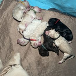 Goldendoodle Puppies from Fluff Puff Doodles