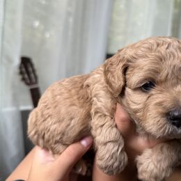 Mal-Shi, Maltese, and Maltipoo Puppies from Joy-fur puppies
