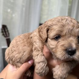 Mal-Shi, Maltese, and Maltipoo Puppies from Joy-fur puppies