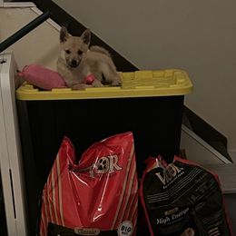 Yellow girl - Wheaten female Norwegian Buhund puppy in Averill Park, New York from Nordlys Norwegian Buhunds