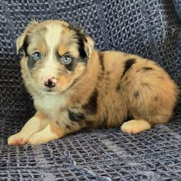 Allan a Dale - Blue merle male Australian Shepherd puppy in Wrightsville, Georgia from Wild Magnolia Farms Aussies