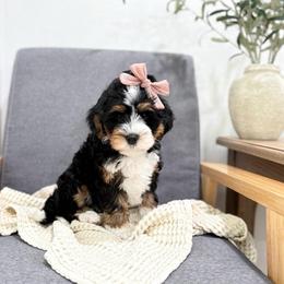 Tinkerbell - Tri-color female Bernedoodle puppy in Payson, Utah from The Puppy Nest