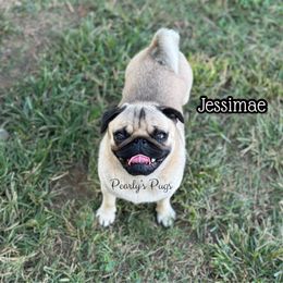 Jessimae - Pug