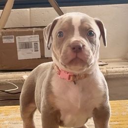 Pink Collar - Lilac tri-color female American Bully puppy in Mansfield, Texas from Eleven:11 Kennels
