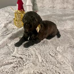 Riley - male Aussiedoodle puppy in Utica, Ohio from Poodle Me Crazy