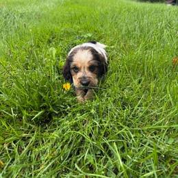Corduroy - Black white and tan male English Springer Spaniel puppy in Derby, Vermont from Ledge N' Tree English Springer Spaniels