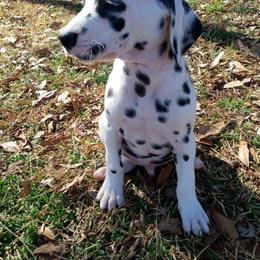 Dalmatian and Poodle Puppies from Cotton Top