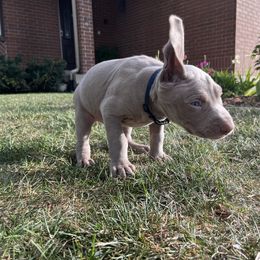 Weimaraner Puppies from Baird Weims - AKC registered