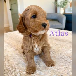 Atlas - Red  male Goldendoodle puppy in Glendale, Arizona from Follow Your Bliss Doodles